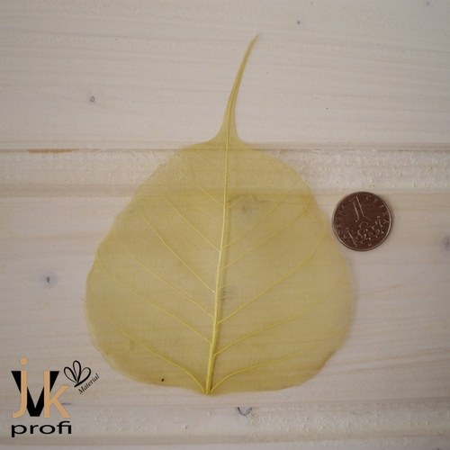 Skelet list - tm. žlutý — foto 4