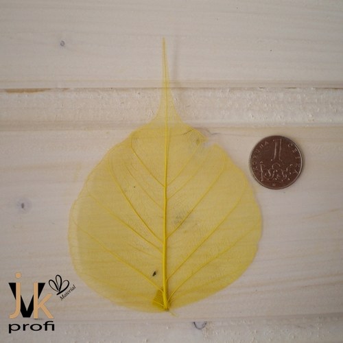 Skelet list - žlutý — foto 4