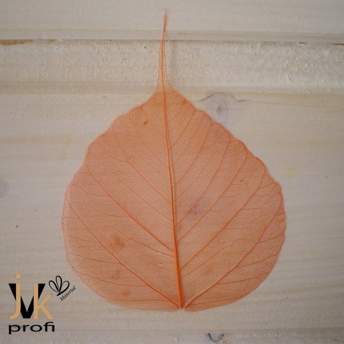 Skelet list - oranžový — foto 3