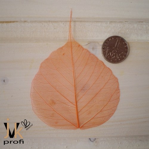 Skelet list - oranžový — foto 4