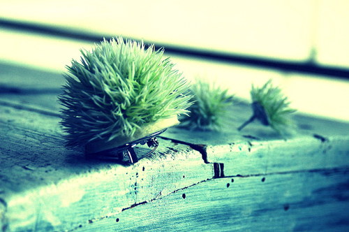 Bodláčí ;-) — foto 2