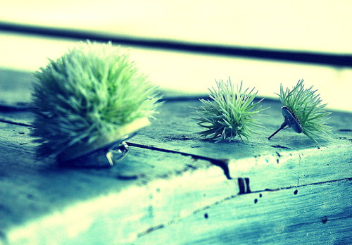 Bodláčí ;-) — foto 3