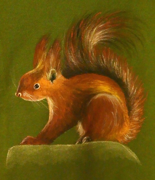 Veverka — foto 2