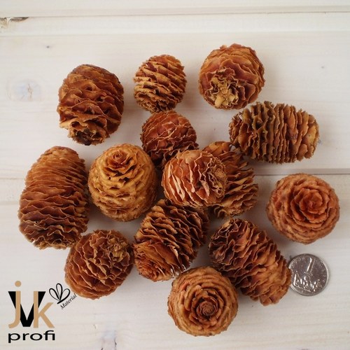 Strictum cone — foto 2