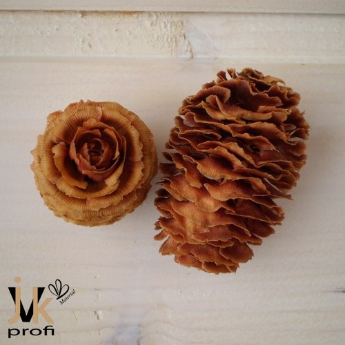Strictum cone — foto 4