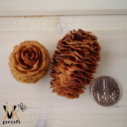 Strictum cone — foto 5