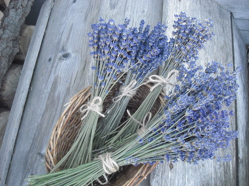 Levandulová kytička. — foto 2