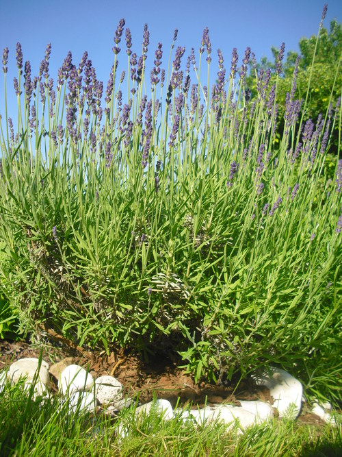 Levandulová kytička. — foto 3