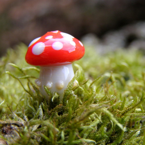 Muchomůrka tečkovaná — foto 2