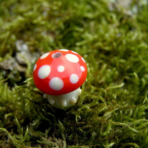Muchomůrka tečkovaná — foto 4