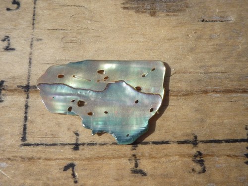 Paua mušle B1259 — foto 2