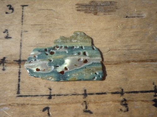 Paua mušle B1259 — foto 3
