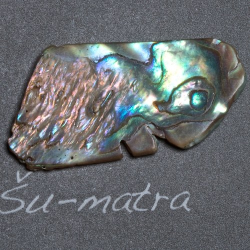 Paua mušle — foto 2