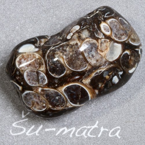 Turritella — foto 2