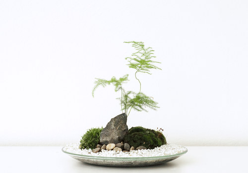 Plantárium vol. 7 — foto 2
