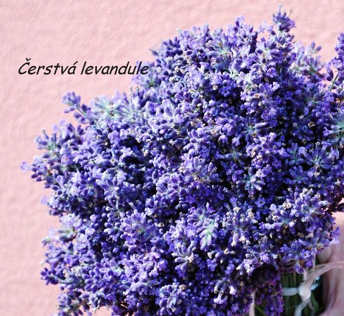 Levandule malá — foto 2