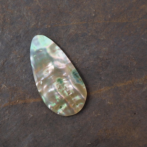 Paua mušle 31 x 15 mm — foto 5