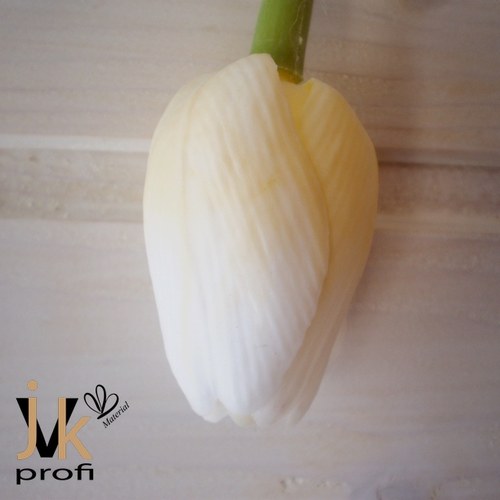 Tulipán - žluto-bílý — foto 3