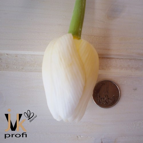 Tulipán - žluto-bílý — foto 4