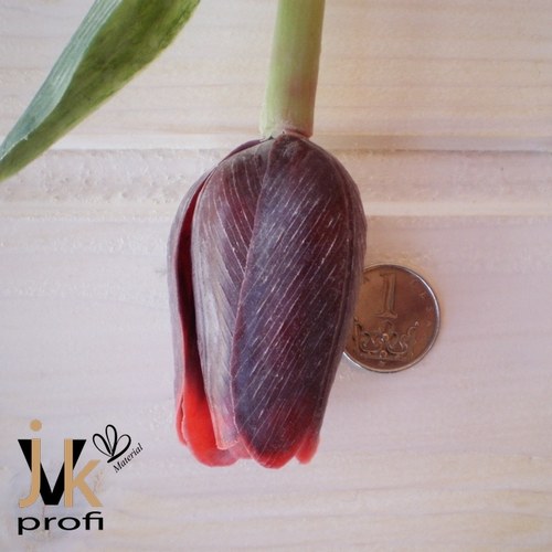 Tulipán - bordó-červený — foto 4