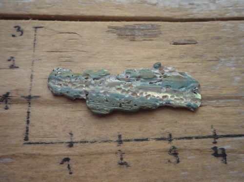 Paua mušle B1767 — foto 3