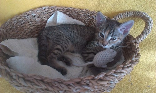 Háčkovaná myška-šedá — foto 4