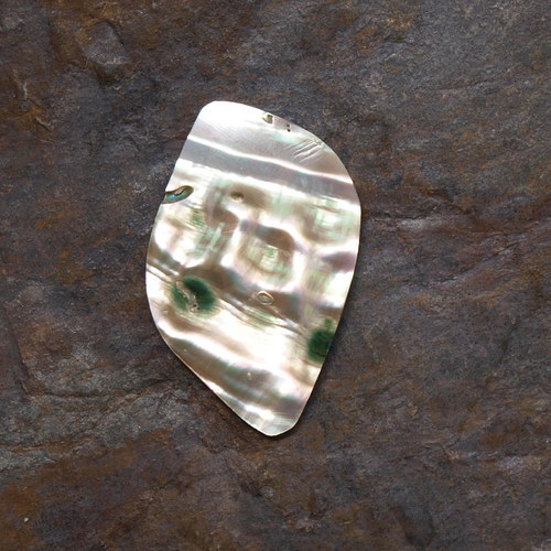 Paua mušle 28 x 19 mm — foto 5