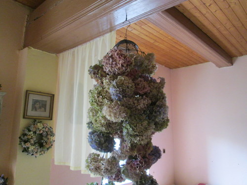 Hortenziovník — foto 6