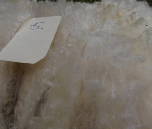 Přadlenky, na slovíčko... (5) — foto 5