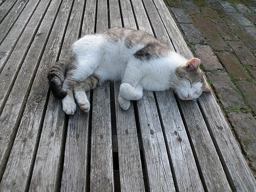 Kočička... — foto 4