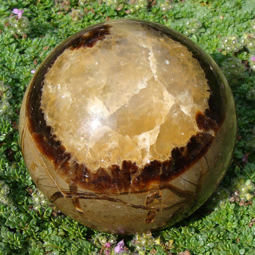Dračí oko — foto 3