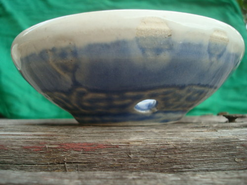 Blankytná mýdlenka — foto 3