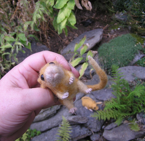 Plšík lískový (Muscardinus avellanarius) — foto 2