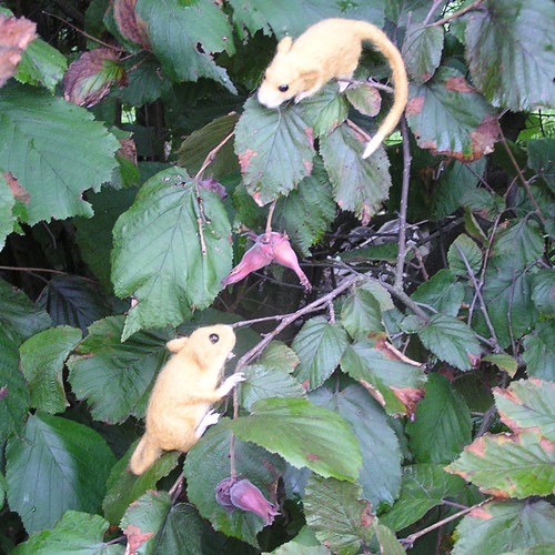 Plšík lískový (Muscardinus avellanarius) — foto 3