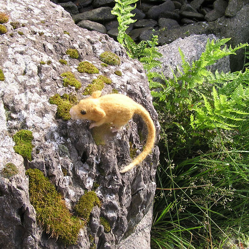 Plšík lískový (Muscardinus avellanarius) — foto 5