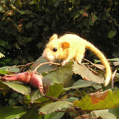 Plšík lískový (Muscardinus avellanarius) — foto 6