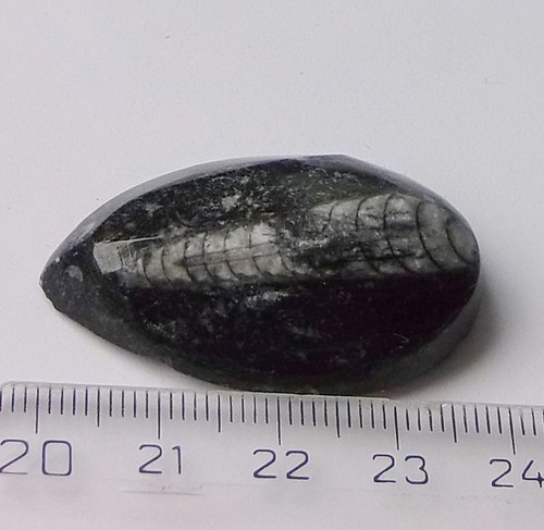 Orthoceras B235 — foto 2