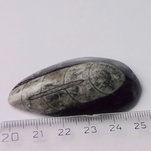 Orthoceras B236 — foto 2