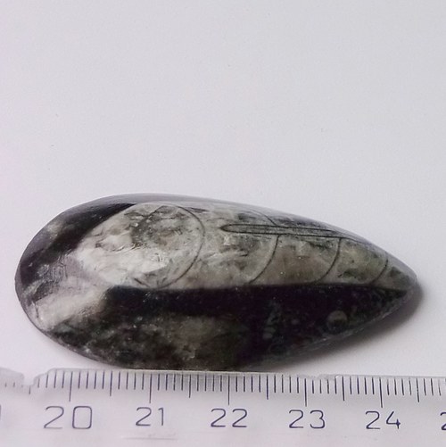 Orthoceras B236 — foto 3