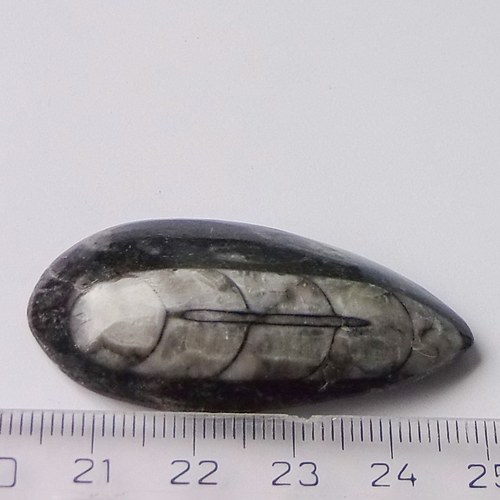 Orthoceras B237 — foto 2