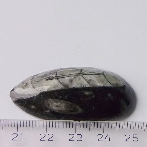 Orthoceras B237 — foto 3
