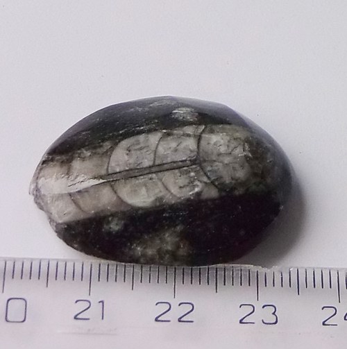 Orthoceras B238 — foto 2