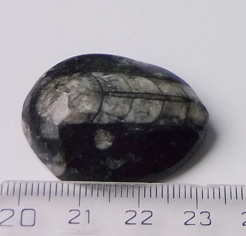 Orthoceras B238 — foto 3