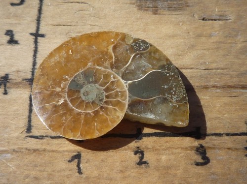 Leštěný amonit 2,7 cm B2021 — foto 2