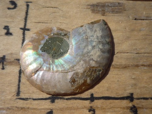 Leštěný amonit 2,7 cm B2021 — foto 3