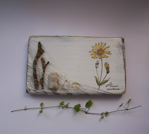 Arnica montana — foto 2