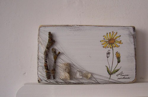 Arnica montana — foto 5