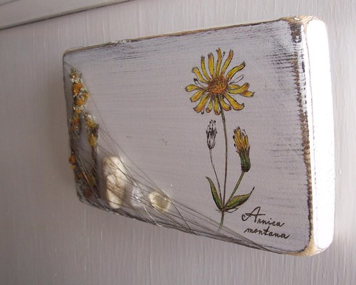 Arnica montana — foto 6