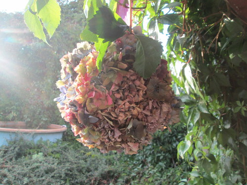 Koulení hortenziové — foto 6