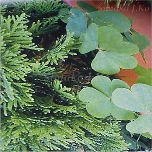 Štěstíčko - oranžové přáníčko — foto 3